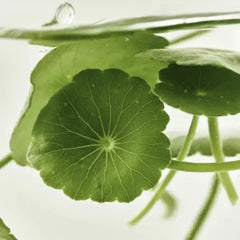 Beauty Of Joseon Light On Serum Centella + Vita C Clari.com.pk